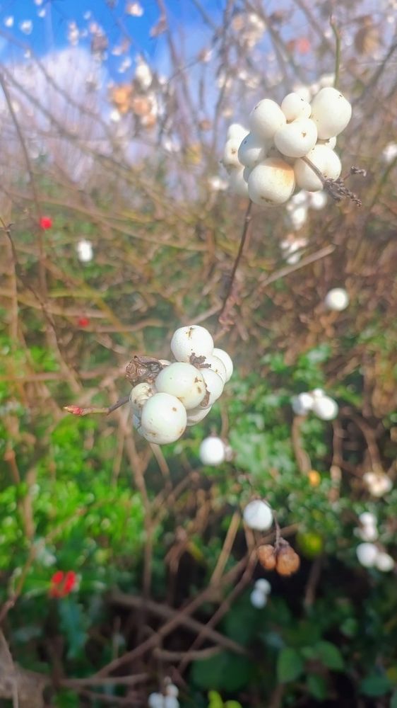 Photograph of white snowberries growing on a hedge by the side of a road