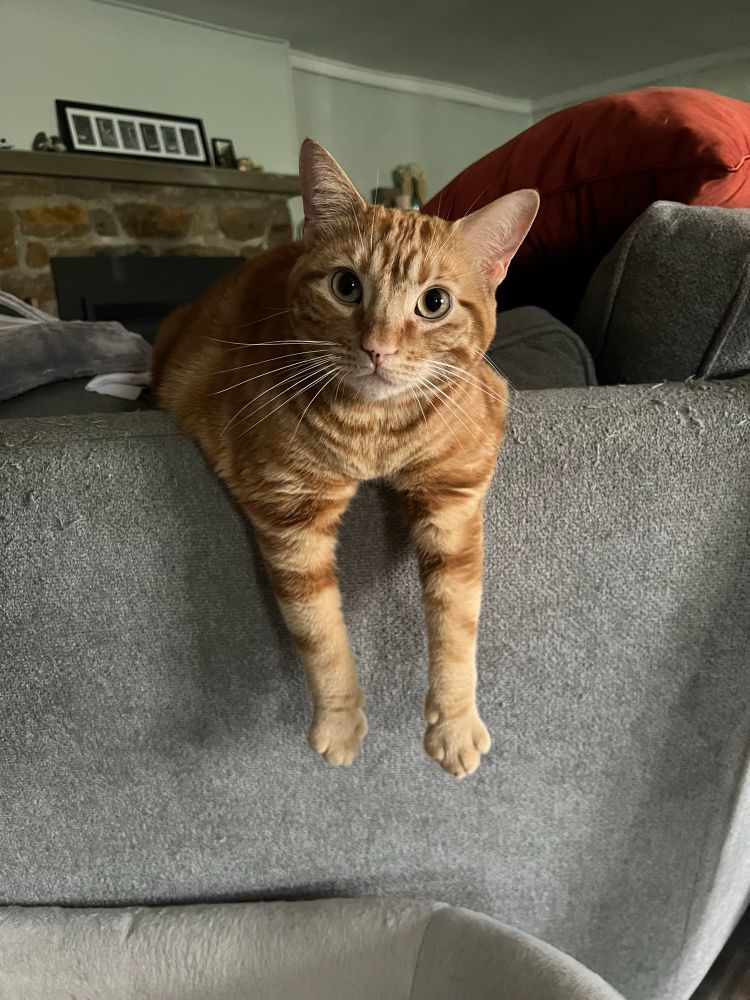Striped orange cat hanging over the edge of the couch 