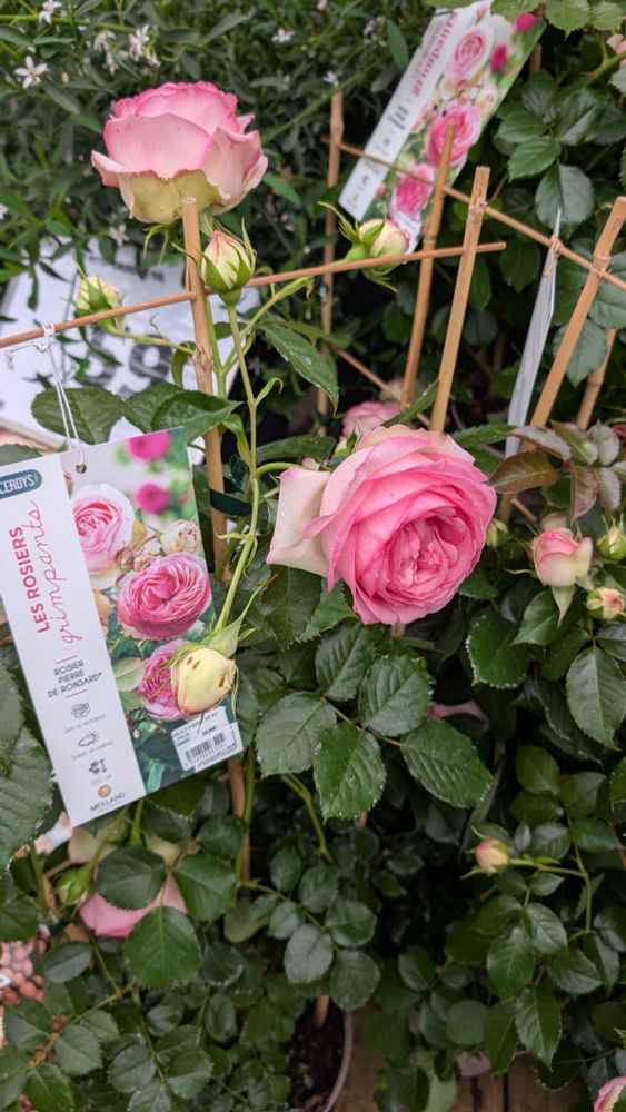 Rosier Pierre de Ronsard 