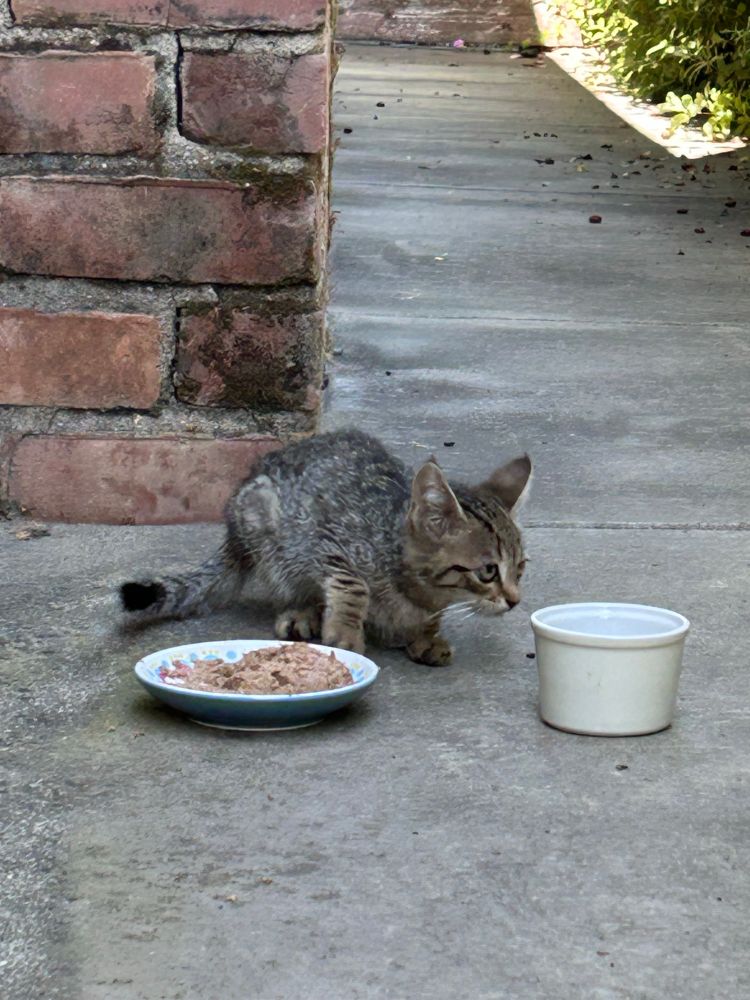 A brown tabby kitten turns to leave mid-meal, scared by the human taking his photo. There’s a small plate of moist cat food on a sidewalk by a red brick chimney. A white ramekin (full of water that’s not visible) is nearby 