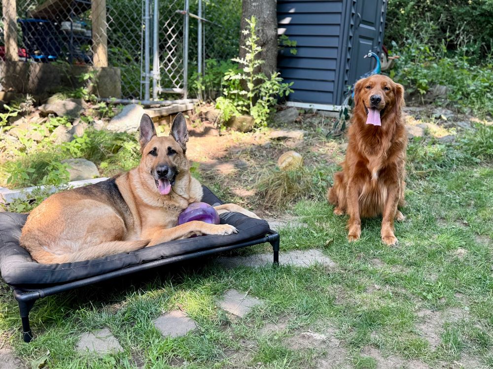 The world’s best GSD & Golden Retriever yard crew supervisory team.