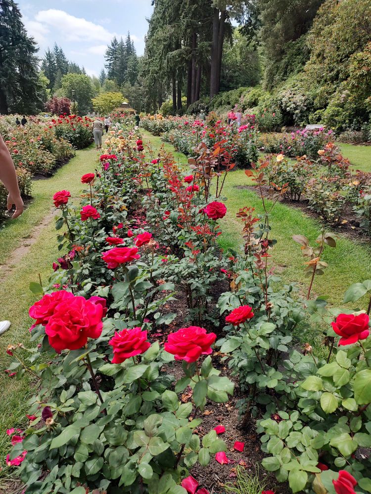International Rose Test Gardens PDX 