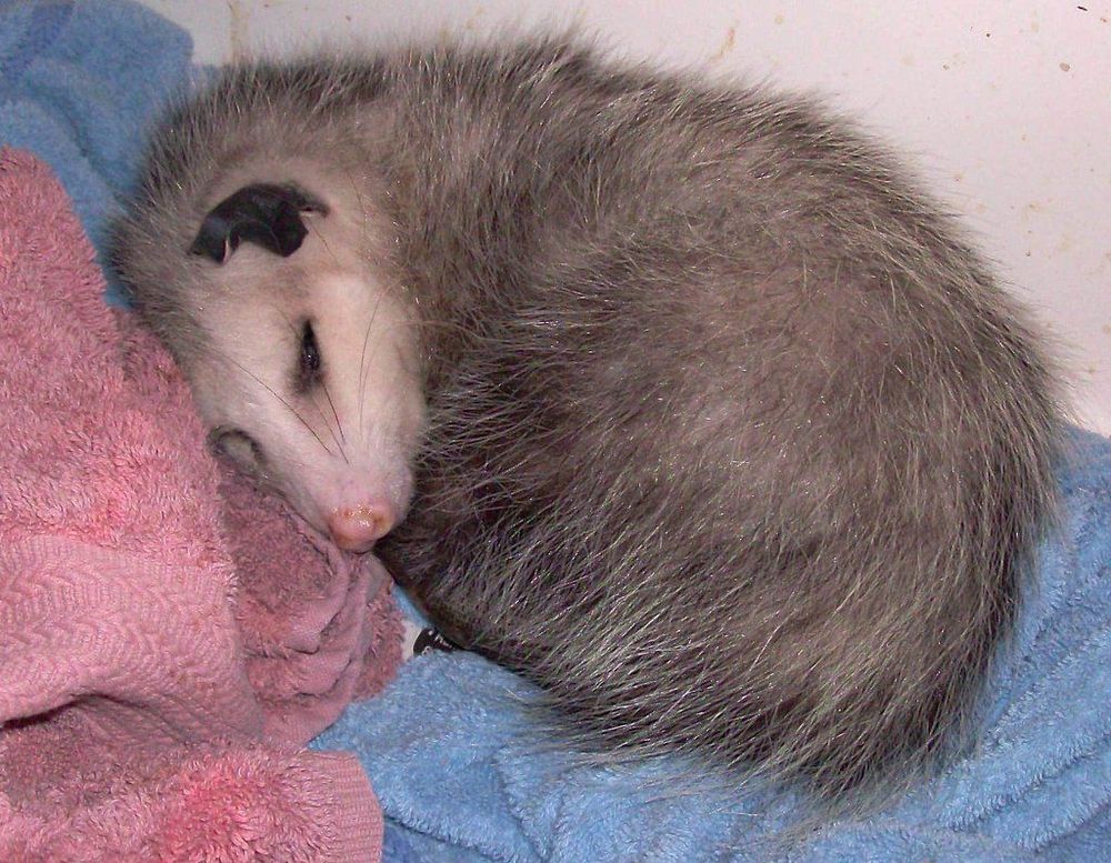 Opossum picture: 842.jpg