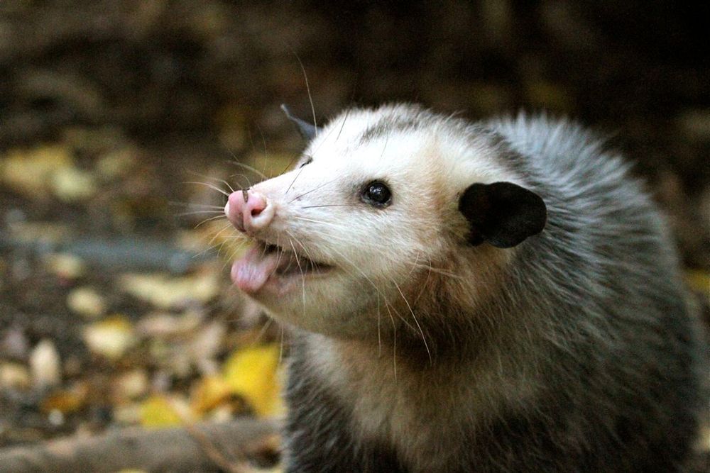 Opossum picture: 351.jpg