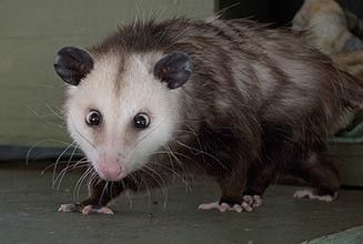 Opossum picture: 541.jpg