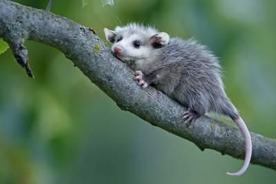 Opossum 694