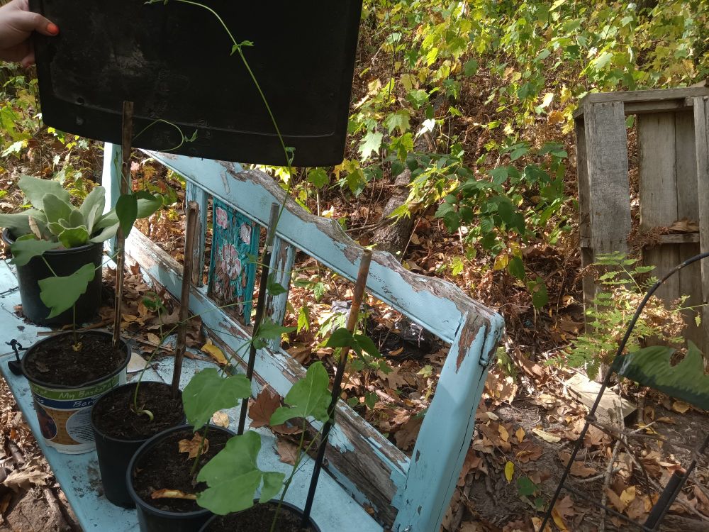The tallest one has to be at least 4 feet tall!! They were dry beans 6 weeks ago!! From the grocery store! 