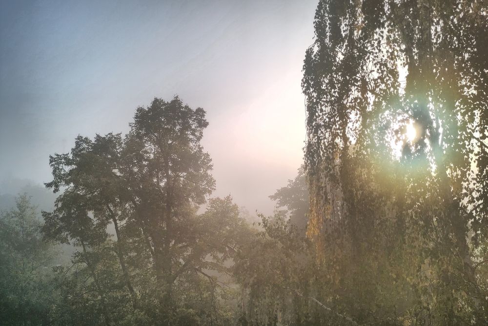 Blick auf Baumkronen im nebeligen Sonnenaufgang 