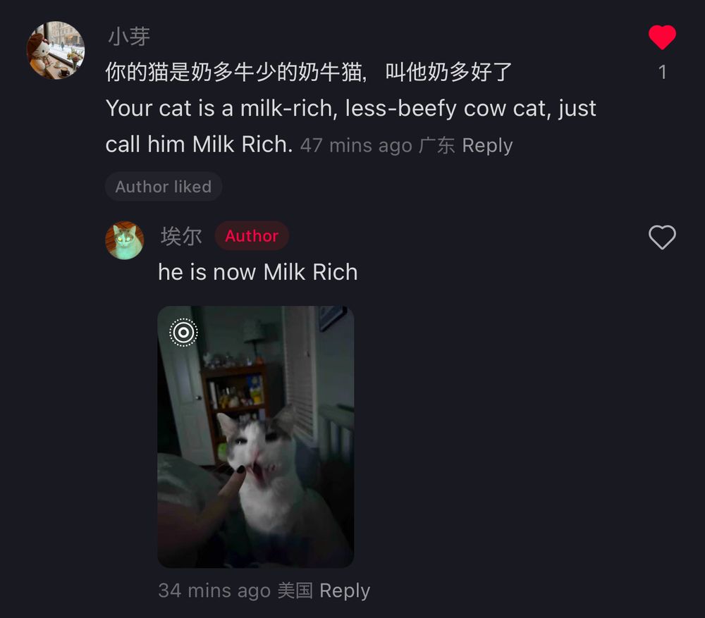 A screenshot from Little Red Book. A user comments in Chinese, with an English translation that reads, “Your cat is a milk-rich, less-beefy cow cat, just call him Milk Rich.” Another user, Bean’s mom, replies in English, “He is now Milk Rich.” Attached is a photo of Bean, mid yawn, looking at his mom’s finger as they point at him. Their finger nail is painted a dark color, but the exact color is hard to see, as the room is dark. The only light comes from a television out of frame.