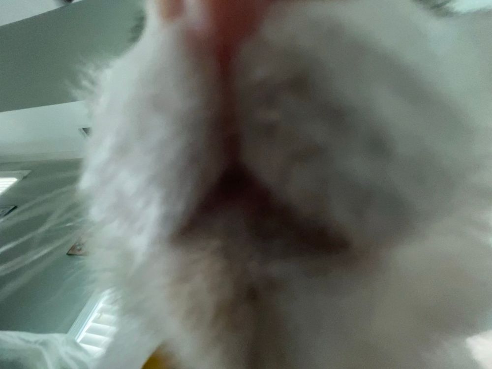 Bean is very close to the camera, so that only his nose and mouth are visible, with a slight blur. The brown patch of fur on his chin makes his chin appear dirty.