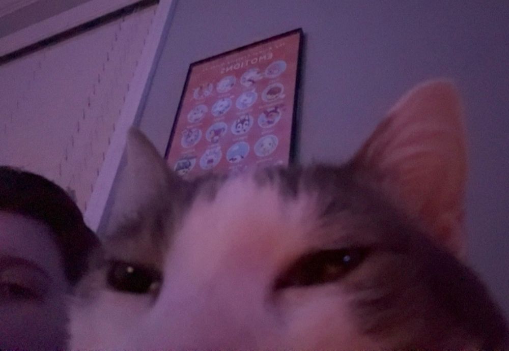 A close-up shot of Bean, a gray and white cat, looking just past the camera. The lower half of his face is out of frame. The background is softly blurred, highlighting his face and making his eyes stand out. Behind him, there is a poster on the wall- a chart of different emotions, depicted by animal crossing villagers. Next to him is his mom 1, a person with short brown hair, barely in frame. Only the upper left side of their face is visible. A window with closed blinds is behind them.