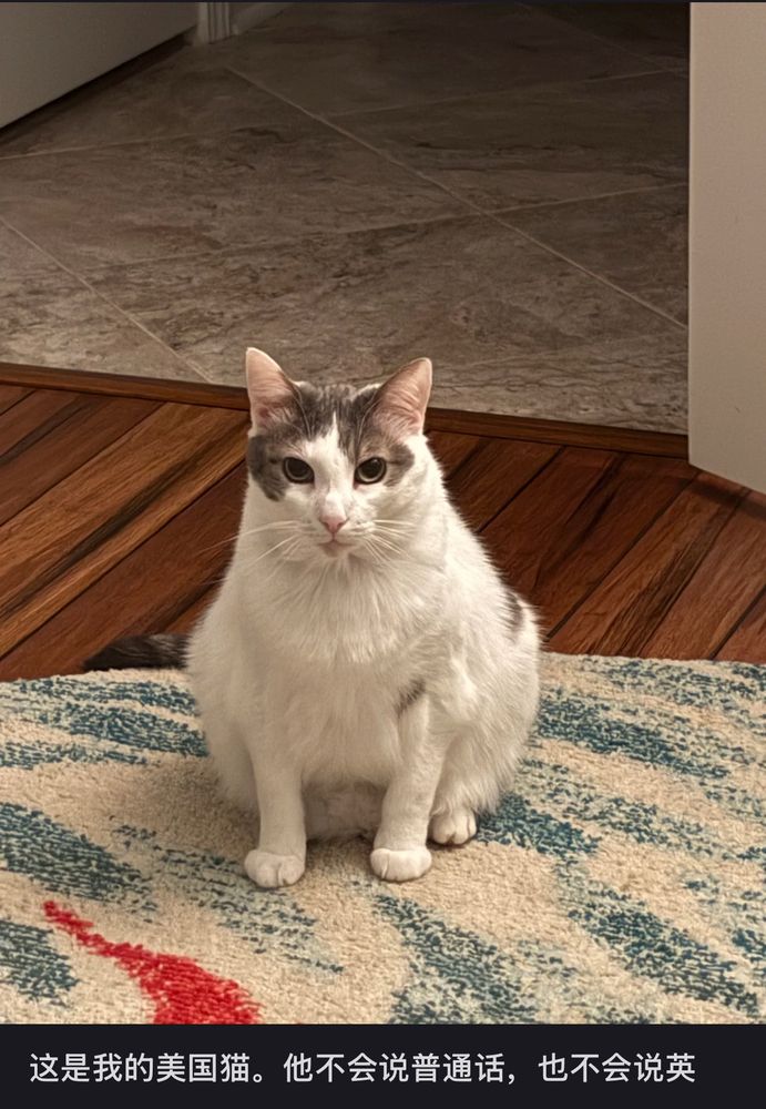 A photo of bean sitting on the rug and looking particularly round. Text under the photo reads, in Chinese, “This is my American cat. He can’t speak Mandarin or English.”