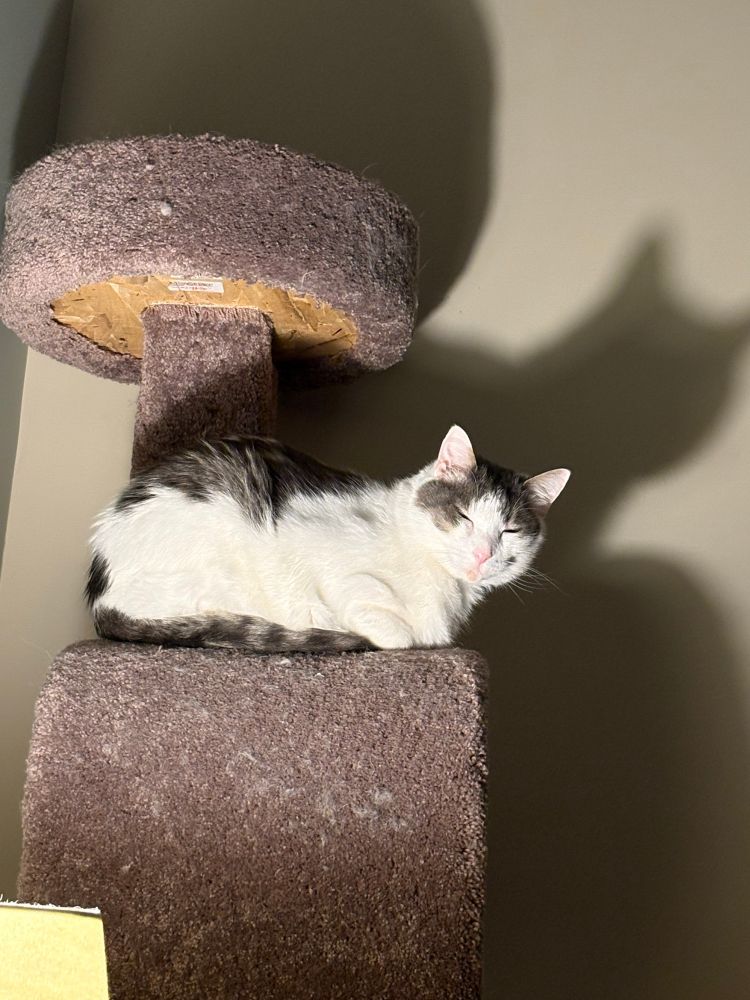 Bean loafs on his cat tower with his head turned towards the camera, eyes closed. The lamp on the table below him casts his shadow on the wall behind him and illuminates his face.