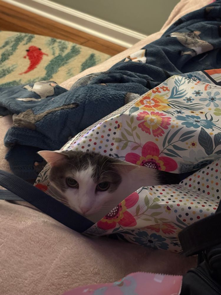 Bean sits inside the floral reusable tote bag, his ears pressed down by the bag. It sits atop a dark blue blanket with a cat pattern. Bean looks up at the camera from inside the bag.