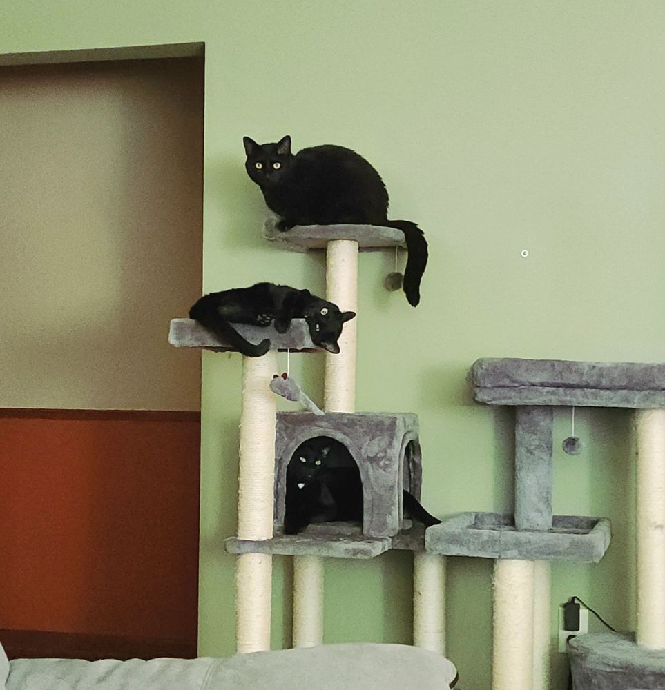 3 black cats on a grey multi-tiered cat condo, looking at the camera.