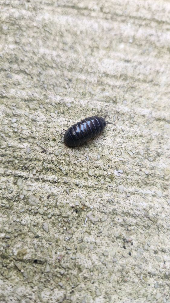 close up of roly poly on a sidewalk