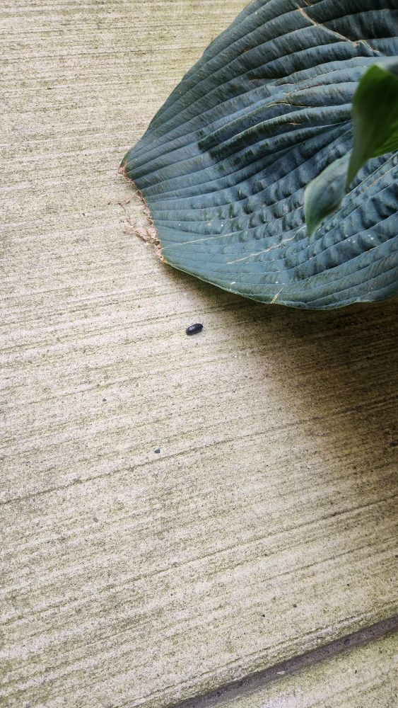 roly poly on a sidewalk next to a big leaf