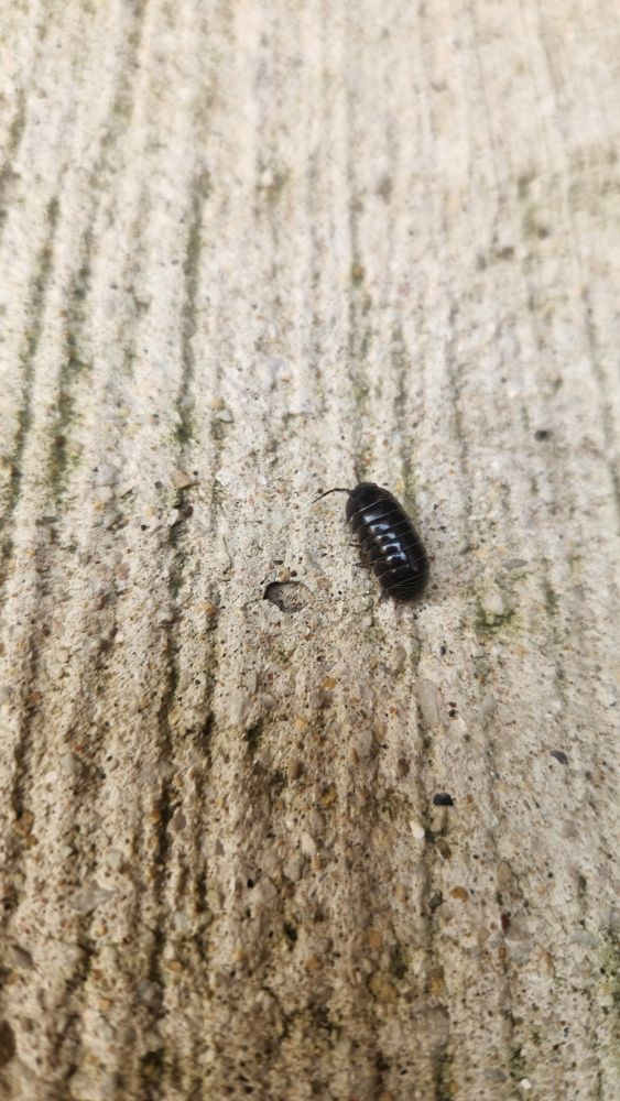Large roly poly on sidewalk