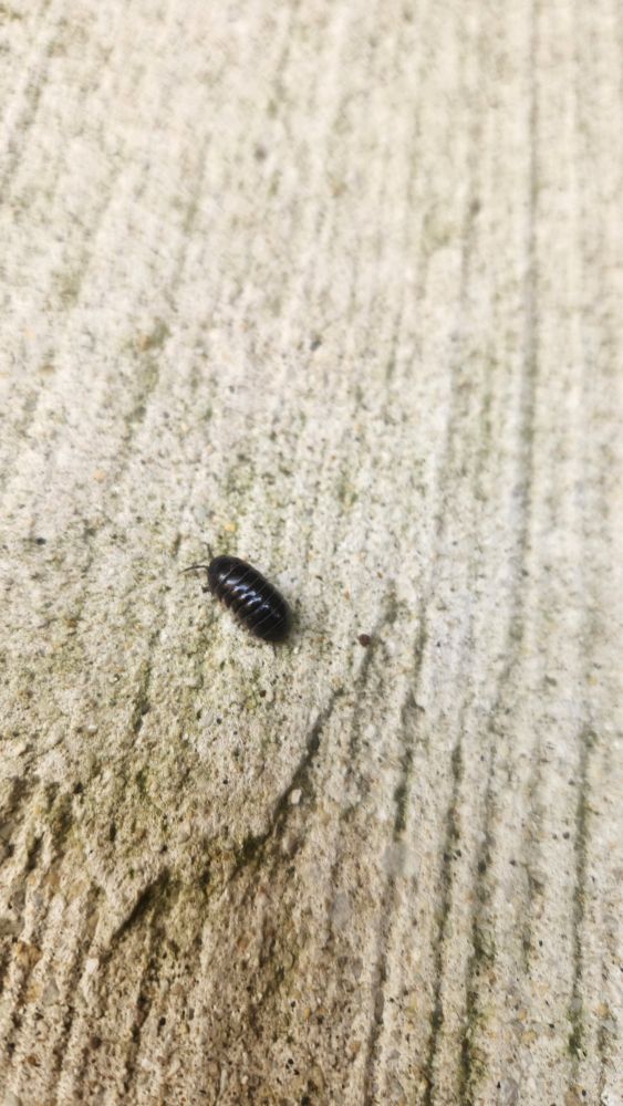 Roly poly on sidewalk, he is large