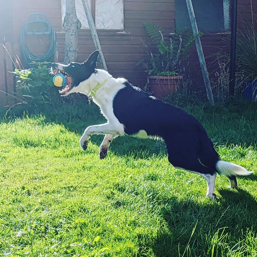 A collie dog is in a garden, mid-jump with jaws wide open to catch a blue and yellow ball.  Cute ears are pointed up, and eyes are fixed on his prize.