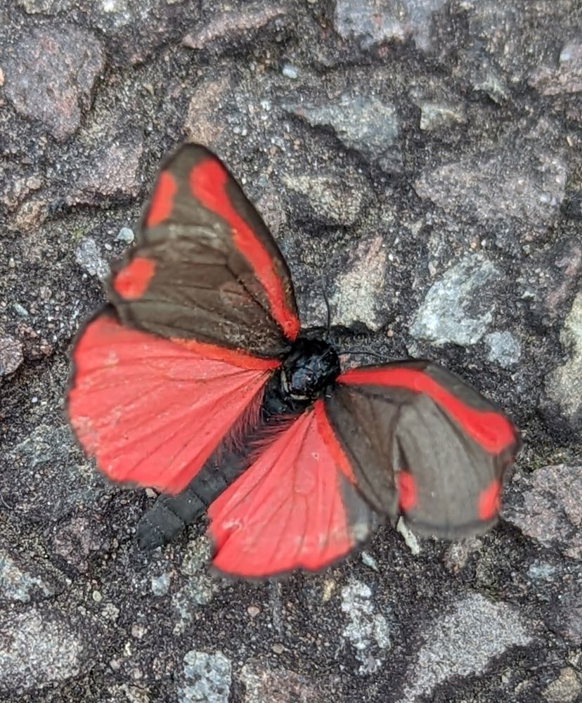 Image of a Cinnabar Moth on a stony path