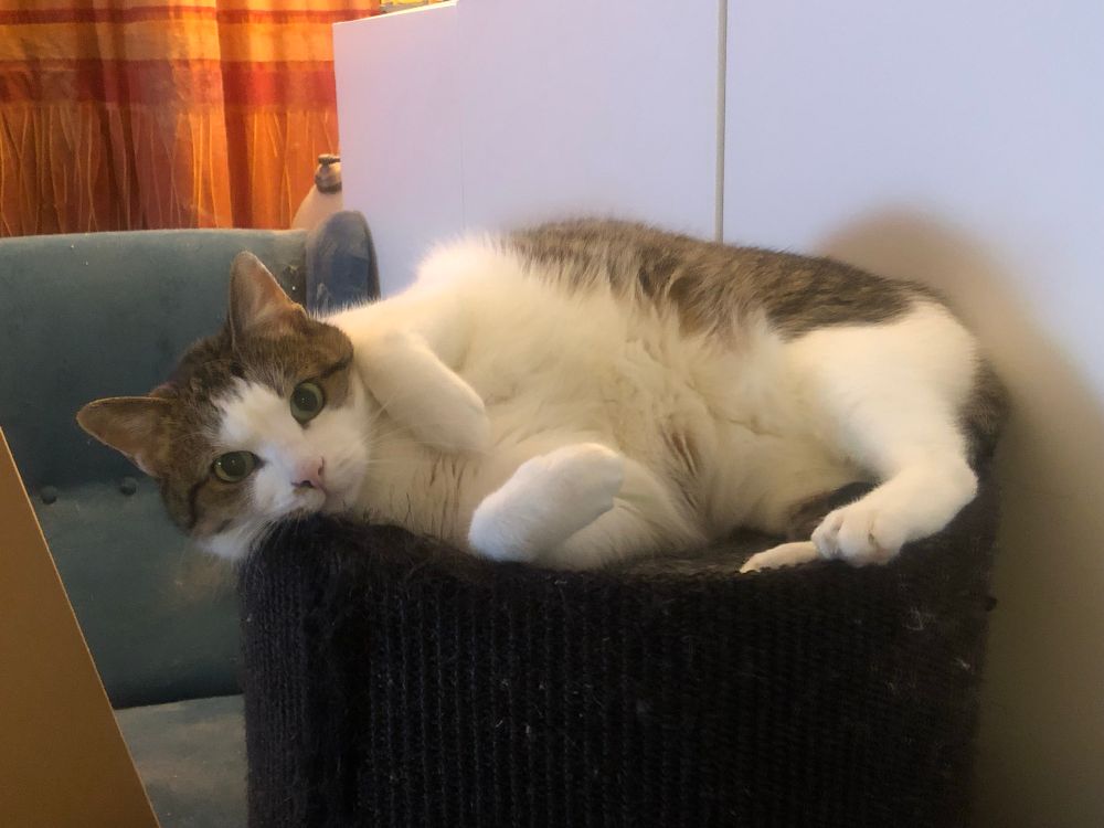 Cat lying in a cattree, tummy clearly visible