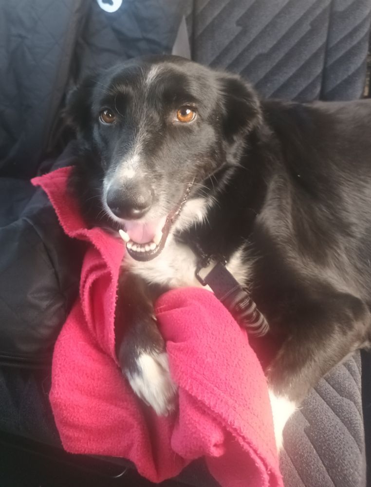 Happy Border Collie in the back seat of a car