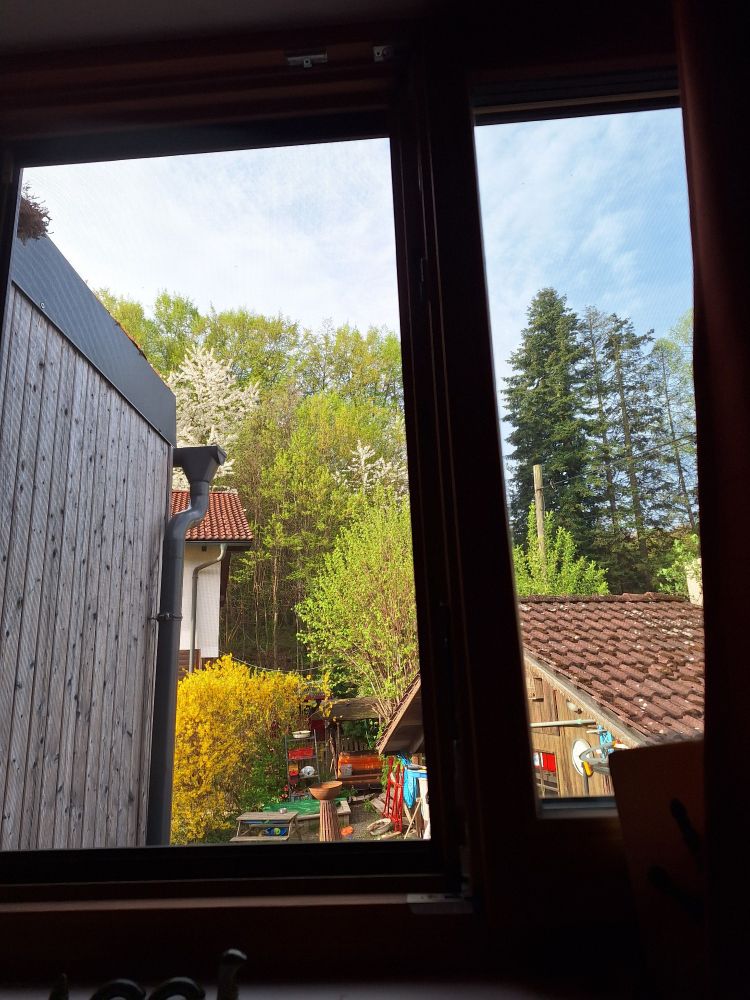 Blick aus dem Fenster in den Wald mit blphendem Kirschbaum.