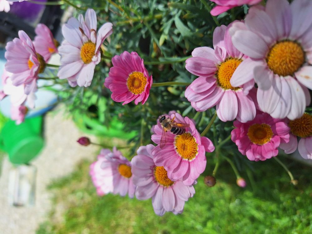 Biene sitzt auf den Blüten einer rosa Margerite.