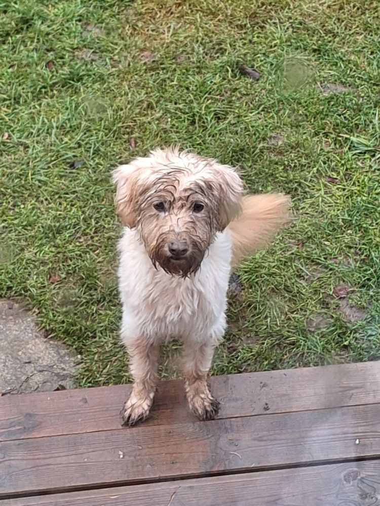 Hund hat im Garten gegraben und wartet auf Einlass ins Haus.