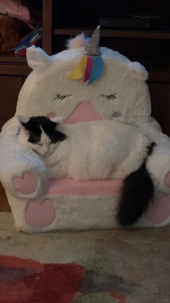 A long haired black and white cat sleeping on a child’s unicorn chair. 