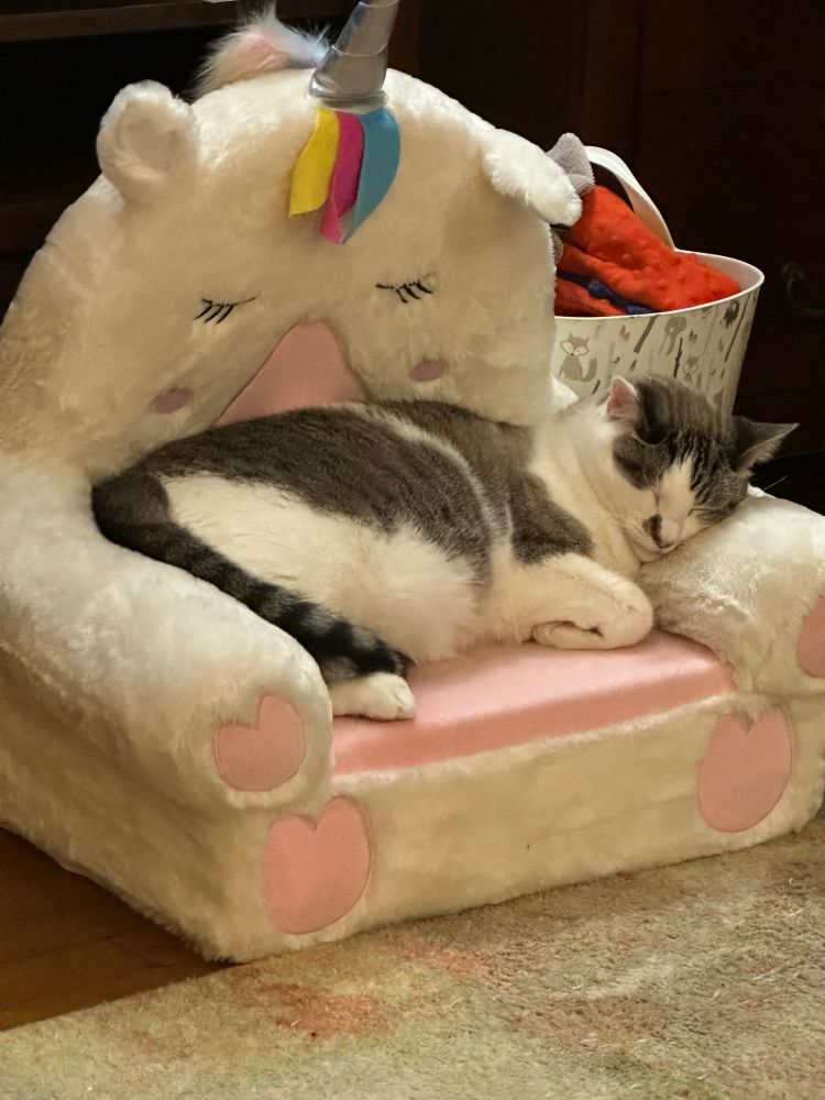 Cat on a toddler’s unicorn chair