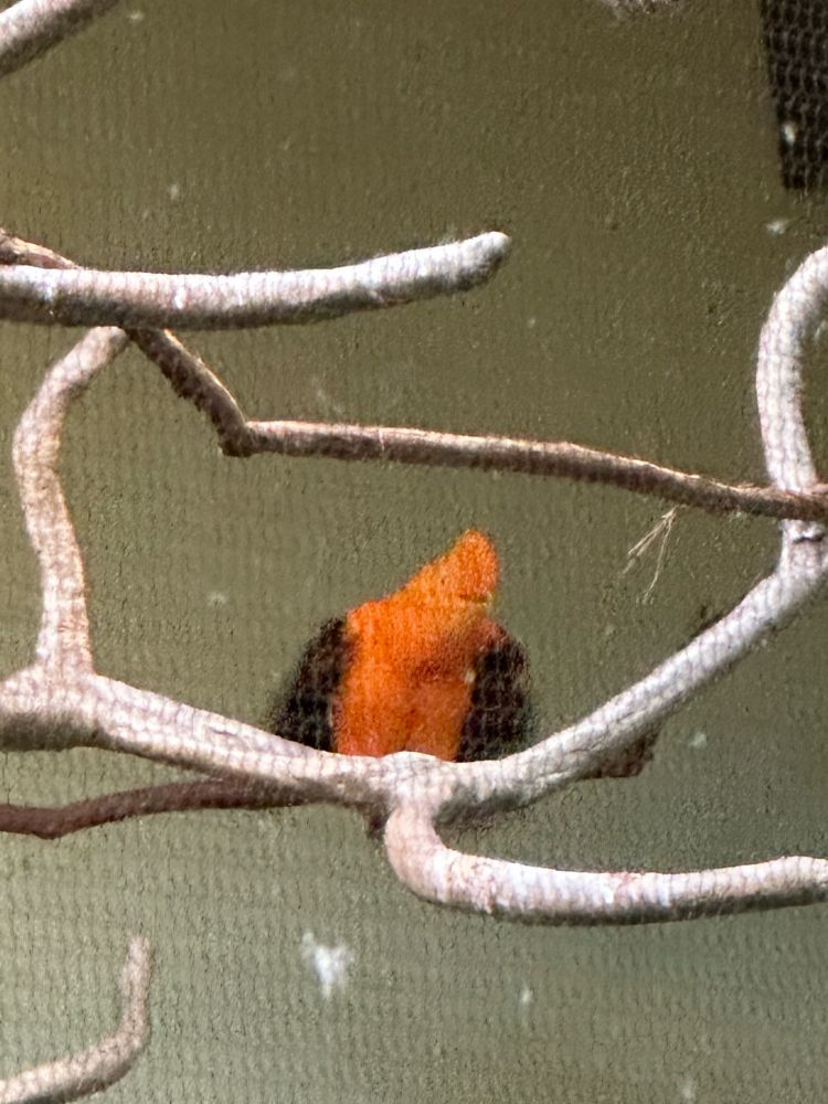 An orange bird on a tree branch