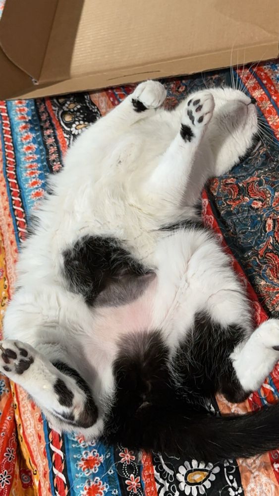 A black and white cat rests on her back, showing belly fur and toe beans
