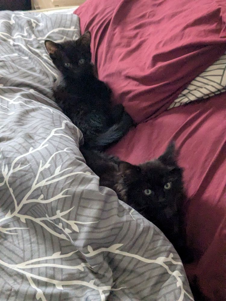 Two black cats in bed. The cat closer to the camera is Brock and the cat further is Cinder