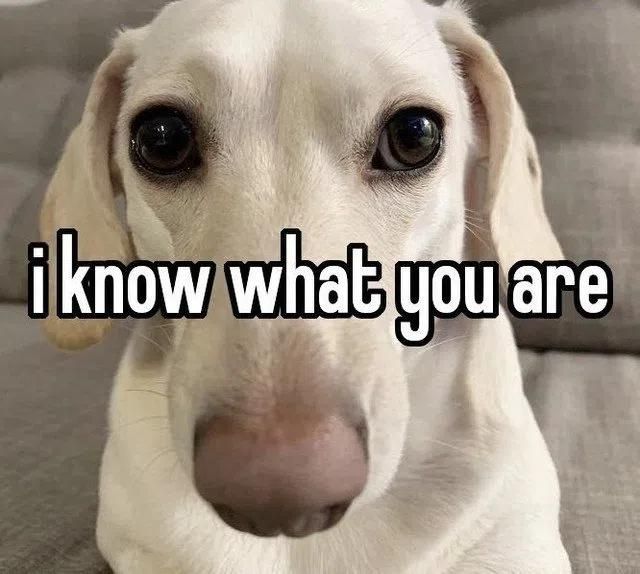 homophobic "i know what you are" dog meme HOWEVER in this instance it is not homophobia but rather they listen to too much Lana Del Rey + call themselves nymphette and I Know.