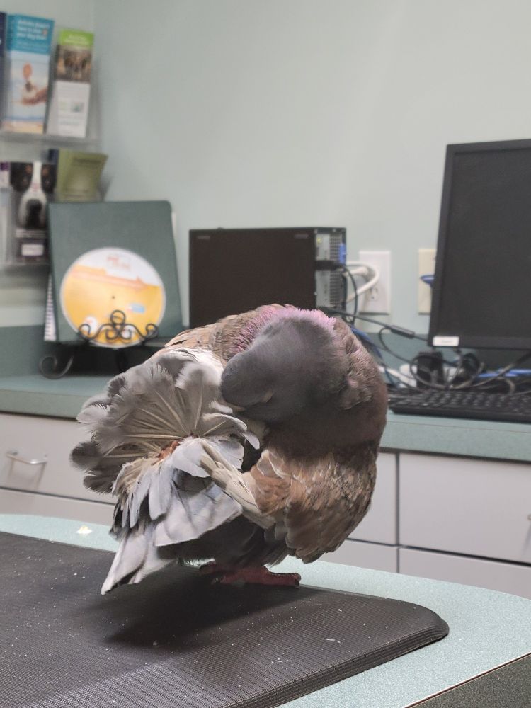 the gus is preening in the vet's office 🙂‍↕️ (nodding emoji)