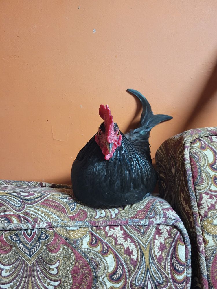 the same thing as last pic but he is now more front facing the camera, whereas he was @ an angle before