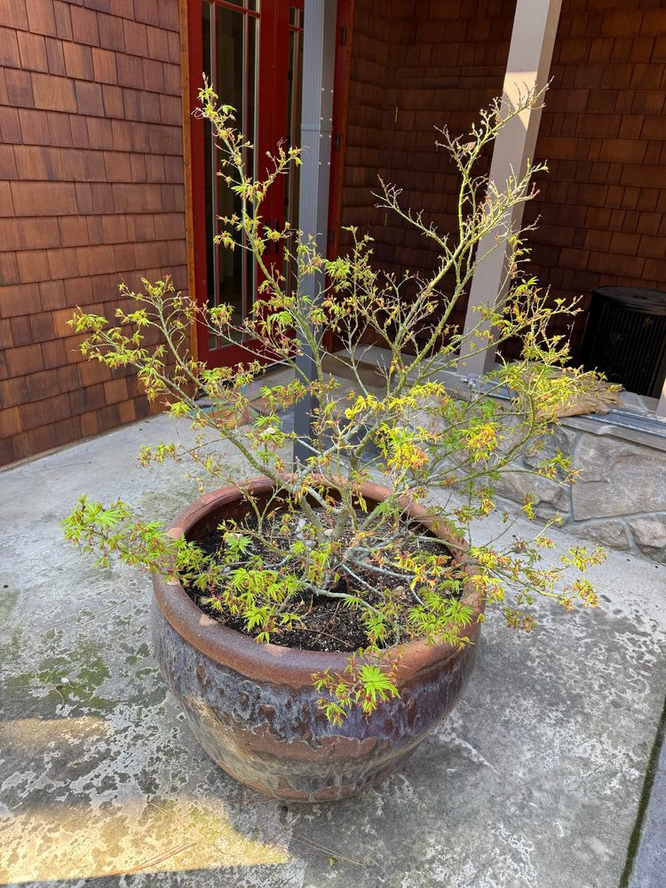 And the fickle Japanese maple survived the winter