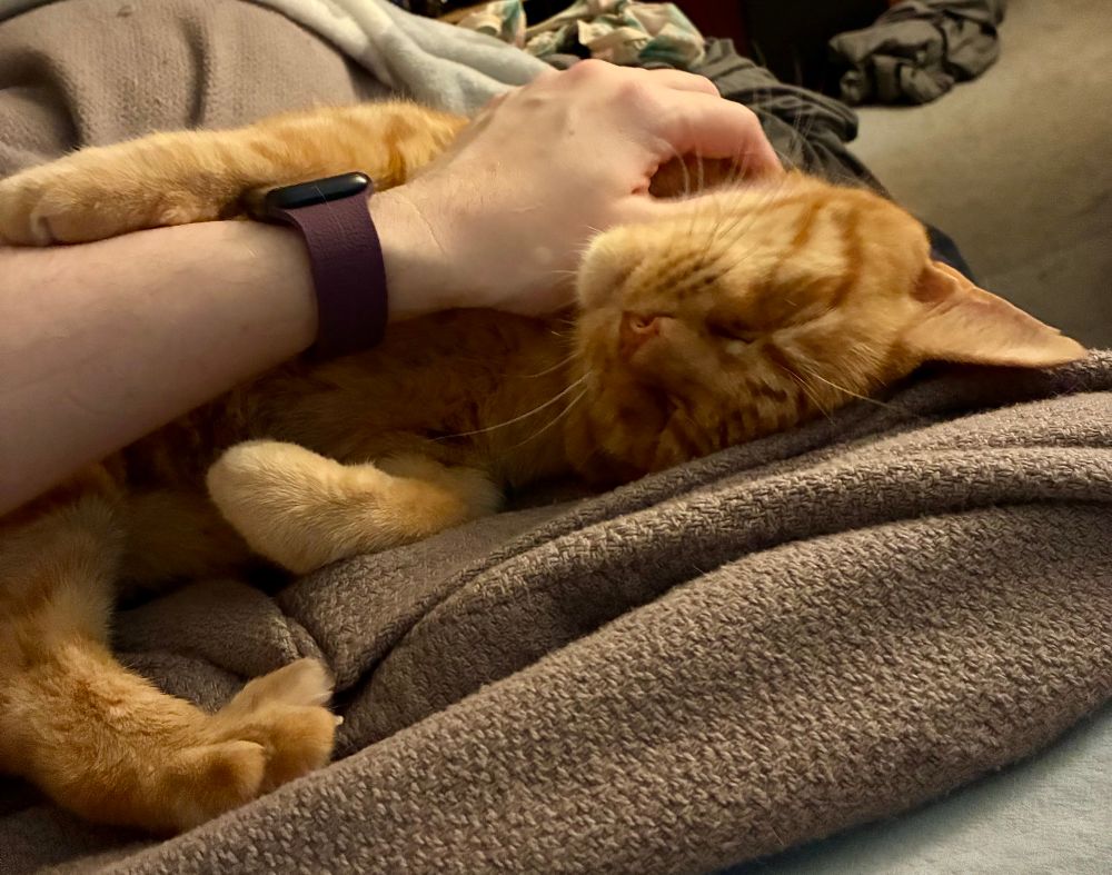 An orange tabby lies on his back as a pale-skinned hand pets his shoulder, surrounded by grey blankets. 