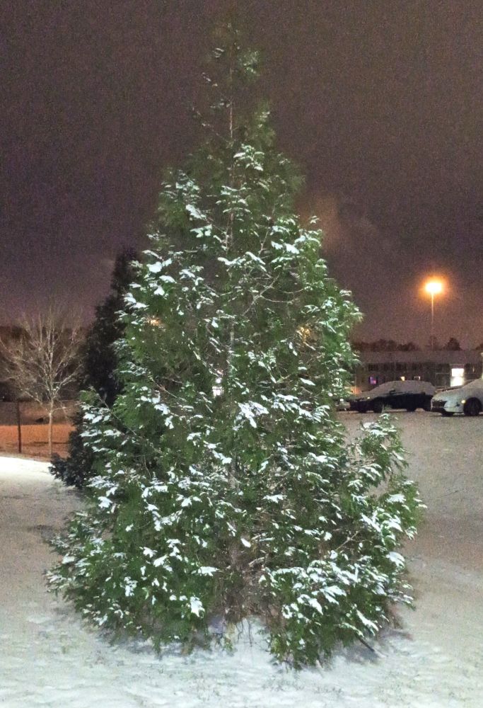 A beautiful tree covered in snow on the branches, stems, and leaves. It sits upon a white sheet of snow that spreads far across the background. In the background you can see other trees and branches with some light snow on them. You can see a white and a black car covered in snow in the background. There's a building in the background with a light on in the center of it and various lights on around it. There's a light poler with a bright orange light illuminating behind the building. The sky appears dark and almost hazy blue.