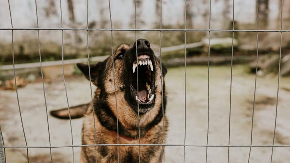 Twee keer zoveel honden weggehaald bij eigenaar na bijtincident