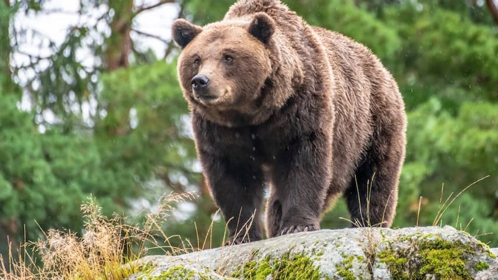 Zweden gaat een vijfde van alle bruine beren in het land afschieten