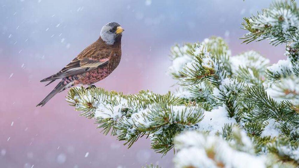 In beeld | Prijs voor beste vogelfoto van 2024 is voor afbeelding van dode vogels