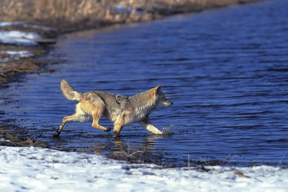 A coyote is walking into a large body of water.