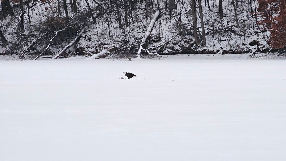 Eagle feasting on a meal on the iced over lake