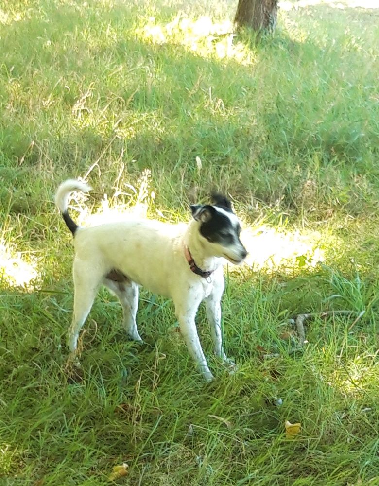 un petit ratier blanc avec des tâches noires sur la tete et la queue et un collier rouge. Sa tête est flou car le monsieur courait super vite ce jour là, il est dans l'herbe sous l'ombre de grand arbre. C'est mon loulou alors be nice! !