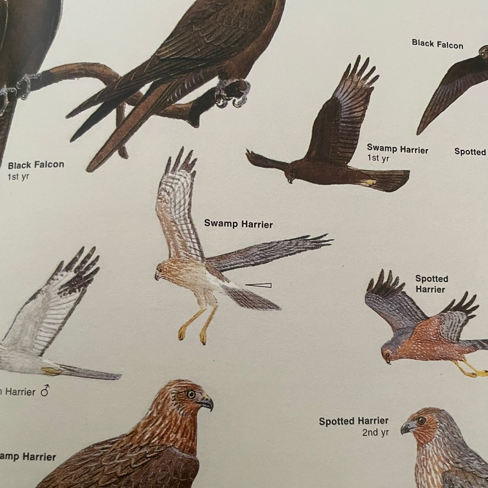 Swamp Harrier illustration from Field Guide to the Birds of Australia 8th edition.