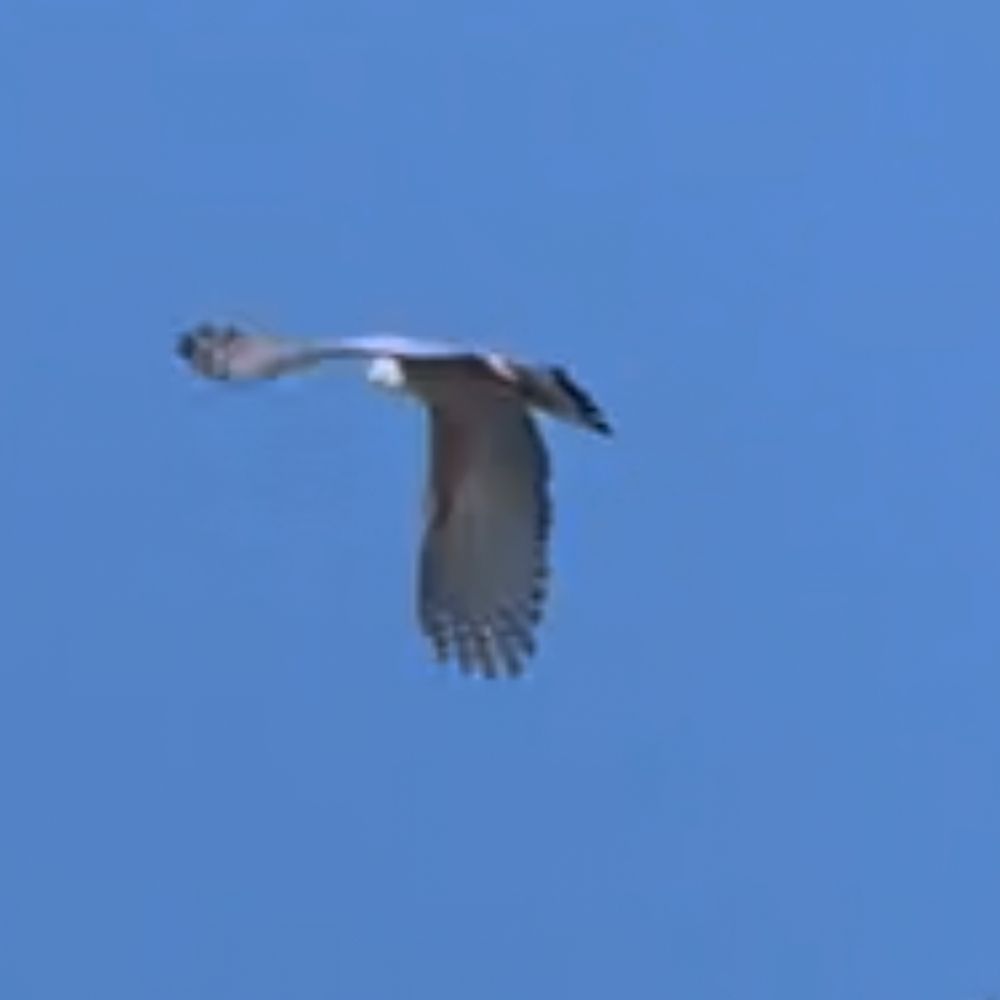 Bird of prey in flight 