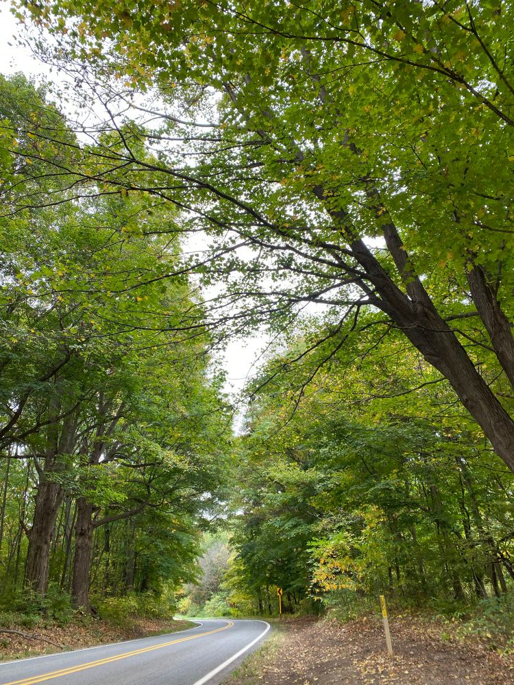 A winding tree-lined road 